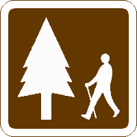 Woodland Walk in Coniferous Forest