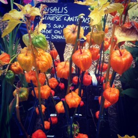 Great Dixter Chinese lanterns