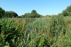 RSPB Titchwell Marsh