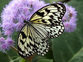 Butterfly House