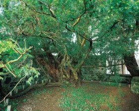 Fortingall Yew