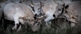 Wild cattle