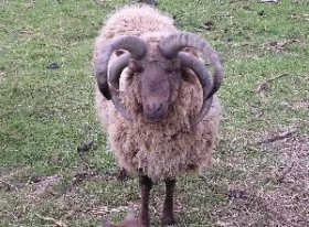 Manx Loaghtan sheep at Butser Ancient Farm
